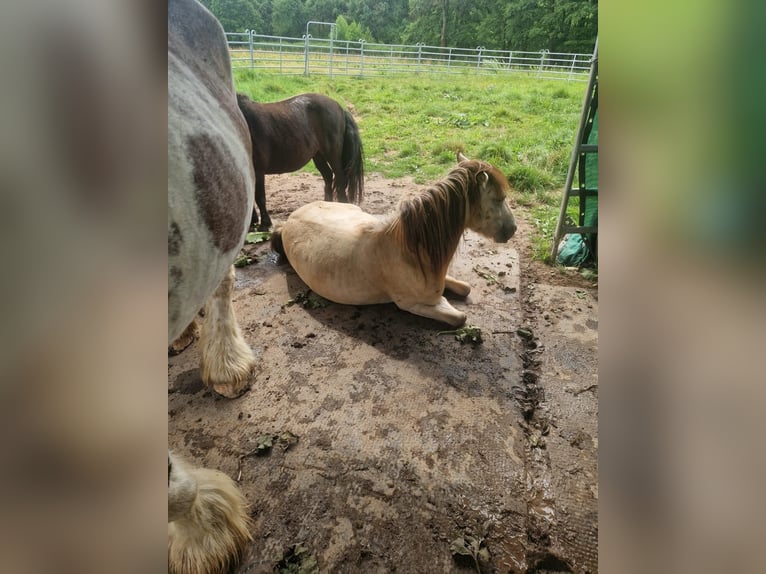 Weitere Ponys/Kleinpferde Mix Stute 2 Jahre 120 cm  in Gumperda
