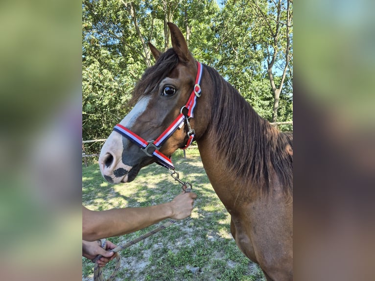 Weitere Ponys/Kleinpferde Stute 2 Jahre 139 cm Fuchs in Vienenburg