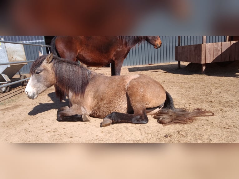 Weitere Ponys/Kleinpferde Stute 2 Jahre 140 cm Falbe in Walmenroth