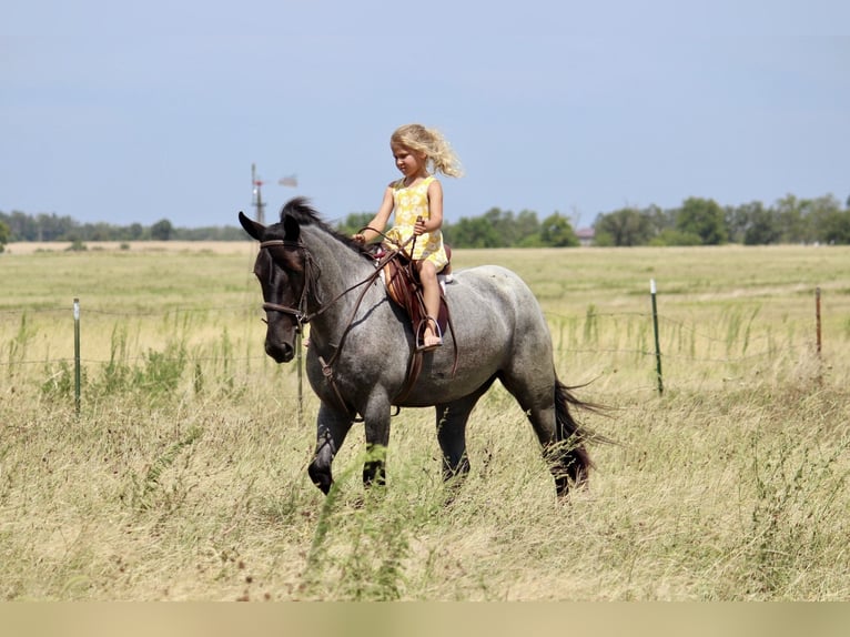 Weitere Ponys/Kleinpferde Mix Stute 2 Jahre 142 cm Roan-Blue in Purdy