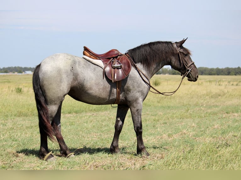 Weitere Ponys/Kleinpferde Mix Stute 2 Jahre 142 cm Roan-Blue in Purdy