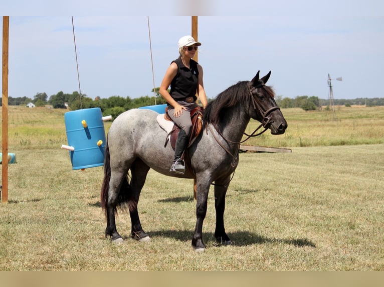 Weitere Ponys/Kleinpferde Mix Stute 2 Jahre 142 cm Roan-Blue in Purdy