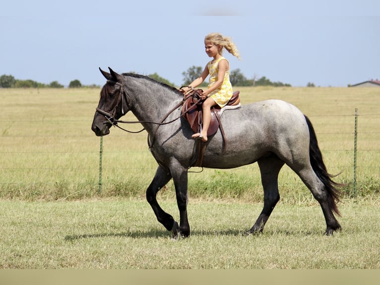 Weitere Ponys/Kleinpferde Mix Stute 2 Jahre 142 cm Roan-Blue in Purdy