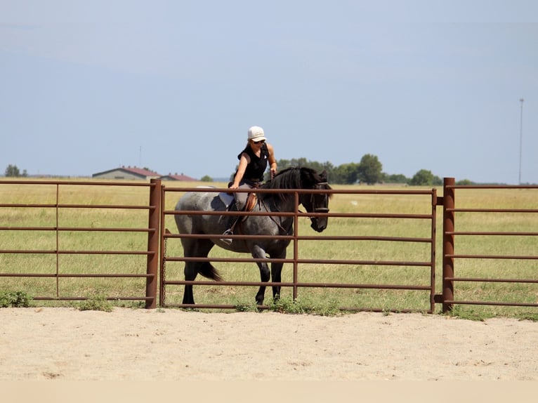 Weitere Ponys/Kleinpferde Mix Stute 2 Jahre 142 cm Roan-Blue in Purdy