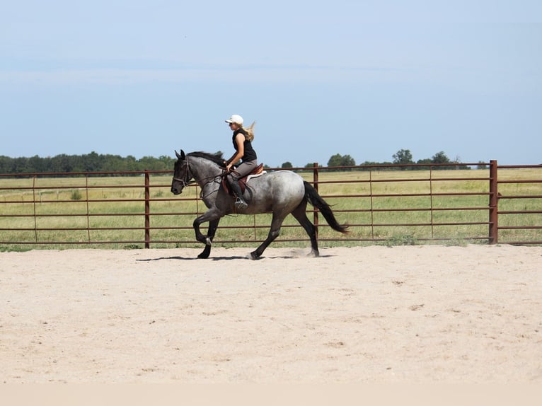 Weitere Ponys/Kleinpferde Mix Stute 2 Jahre 142 cm Roan-Blue in Purdy