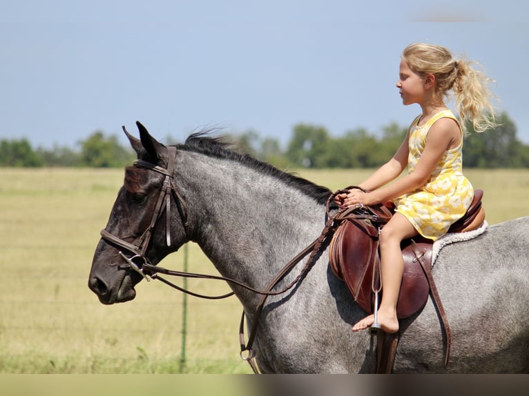 Weitere Ponys/Kleinpferde Mix Stute 2 Jahre 142 cm Roan-Blue in Purdy