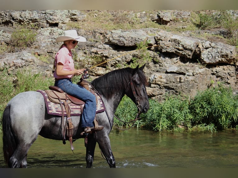 Weitere Ponys/Kleinpferde Mix Stute 2 Jahre 142 cm Roan-Blue in Purdy