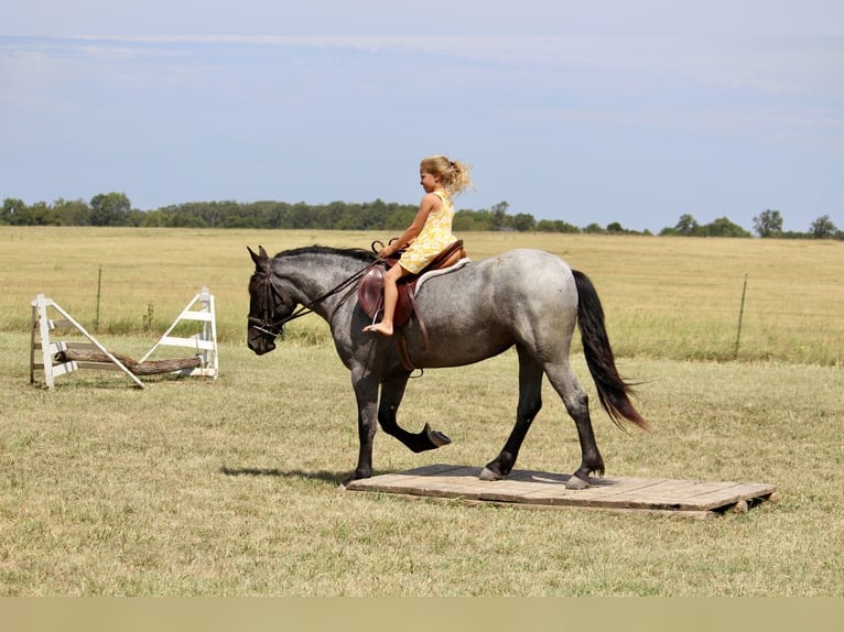 Weitere Ponys/Kleinpferde Mix Stute 2 Jahre 142 cm Roan-Blue in Purdy