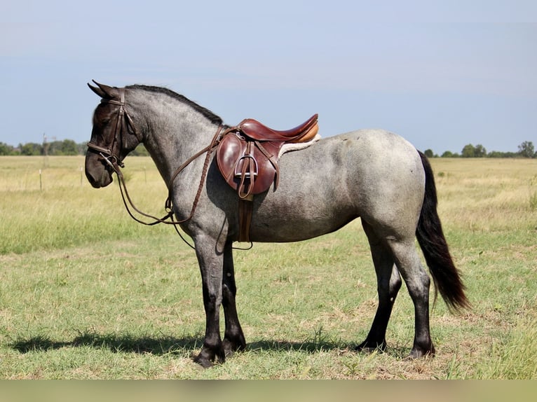 Weitere Ponys/Kleinpferde Mix Stute 2 Jahre 142 cm Roan-Blue in Purdy