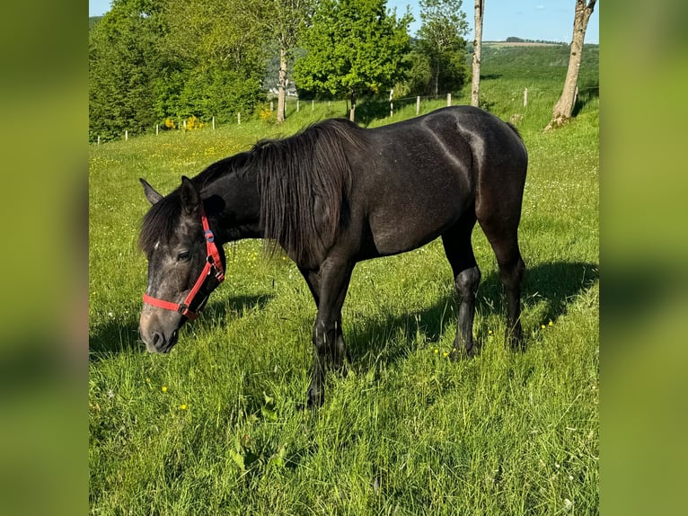 Weitere Ponys/Kleinpferde Stute 2 Jahre 155 cm Kann Schimmel werden in Daleiden