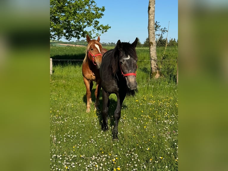 Weitere Ponys/Kleinpferde Stute 2 Jahre 155 cm Kann Schimmel werden in Daleiden