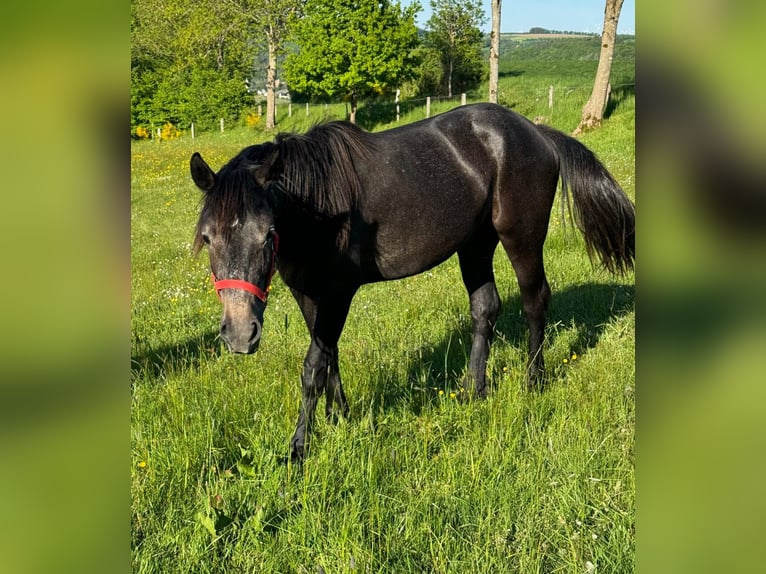Weitere Ponys/Kleinpferde Stute 2 Jahre 155 cm Kann Schimmel werden in Daleiden