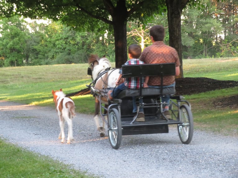 Weitere Ponys/Kleinpferde Stute 2 Jahre 97 cm Schecke in Shippensburg