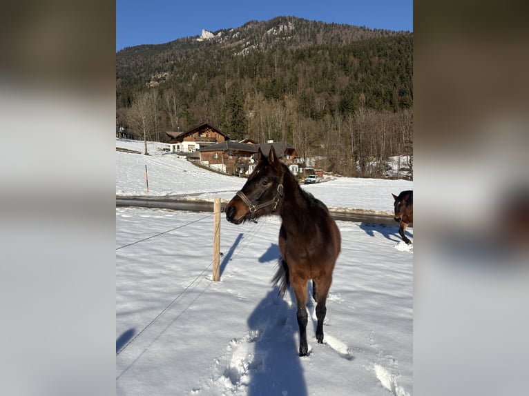 Weitere Ponys/Kleinpferde Stute 2 Jahre Brauner in St Wolfgang