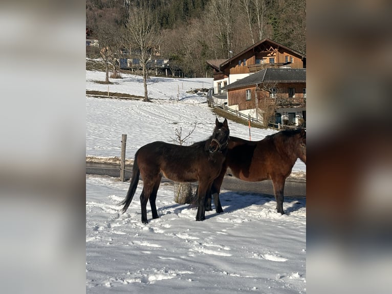 Weitere Ponys/Kleinpferde Stute 2 Jahre Brauner in St Wolfgang