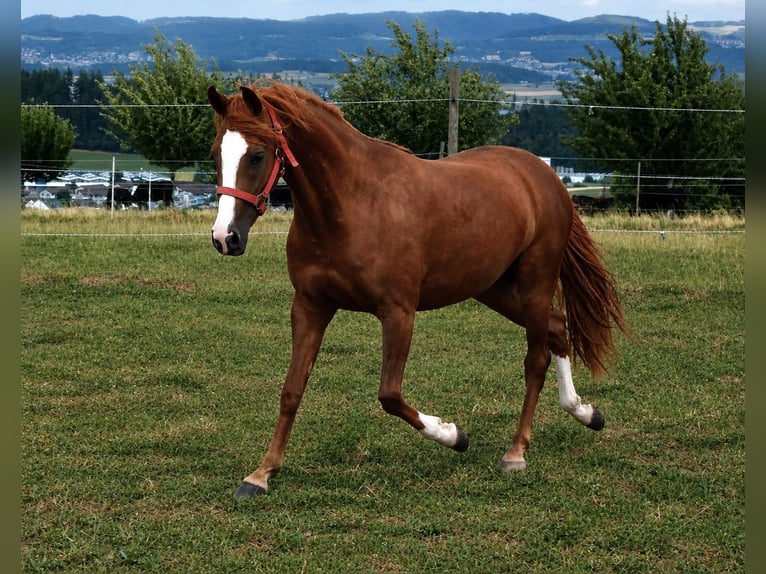 Weitere Ponys/Kleinpferde Stute 2 Jahre Fuchs in Muri AG
