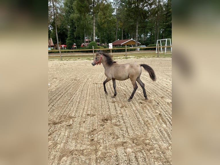 Weitere Ponys/Kleinpferde Stute 3 Jahre 120 cm Braunfalbschimmel in Eggerm&#xFC;hlen OT Bockraden