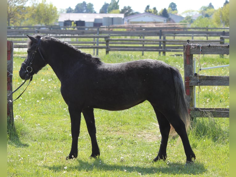 Weitere Ponys/Kleinpferde Stute 3 Jahre 128 cm Rappschimmel in Rechnitz