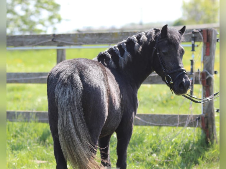 Weitere Ponys/Kleinpferde Stute 3 Jahre 128 cm Rappschimmel in Rechnitz