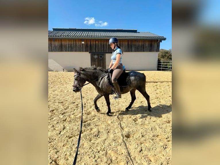 Weitere Ponys/Kleinpferde Stute 3 Jahre 135 cm Apfelschimmel in Daleiden