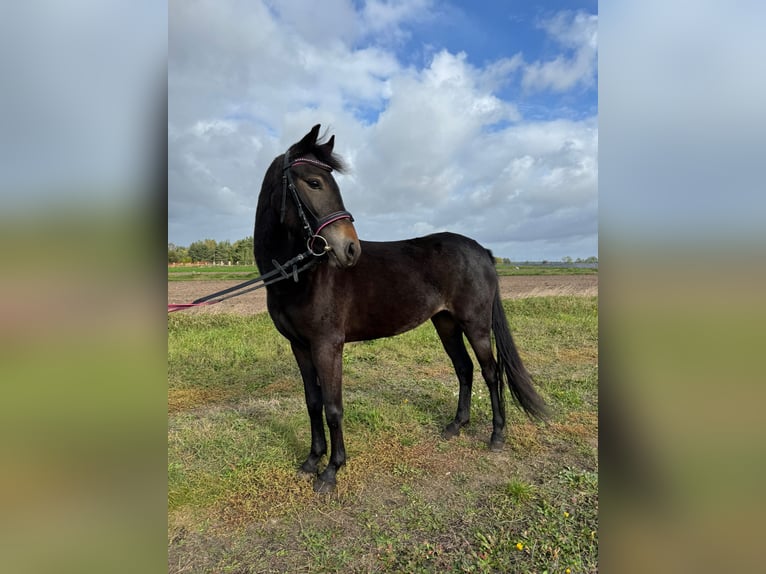 Weitere Ponys/Kleinpferde Mix Stute 3 Jahre 135 cm Dunkelbrauner in Wolsztyn