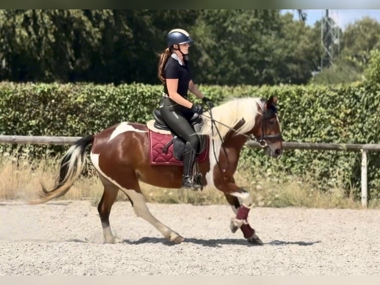Weitere Ponys/Kleinpferde Stute 3 Jahre 135 cm Schecke in Neustadt (Wied)
