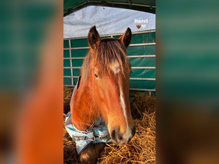 Weitere Ponys/Kleinpferde Stute 3 Jahre 140 cm Brauner in Duderstadt