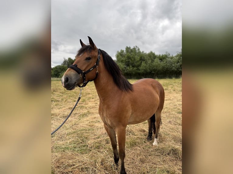 Weitere Ponys/Kleinpferde Stute 3 Jahre 140 cm Brauner in Duderstadt