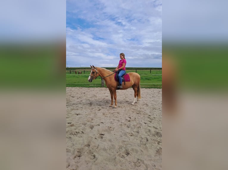 Weitere Ponys/Kleinpferde Mix Stute 3 Jahre 140 cm Palomino in Sulów Weitere Ponys/Kleinpferde Mix Stute 3 Jahre 140 cm Palomino in Sulów