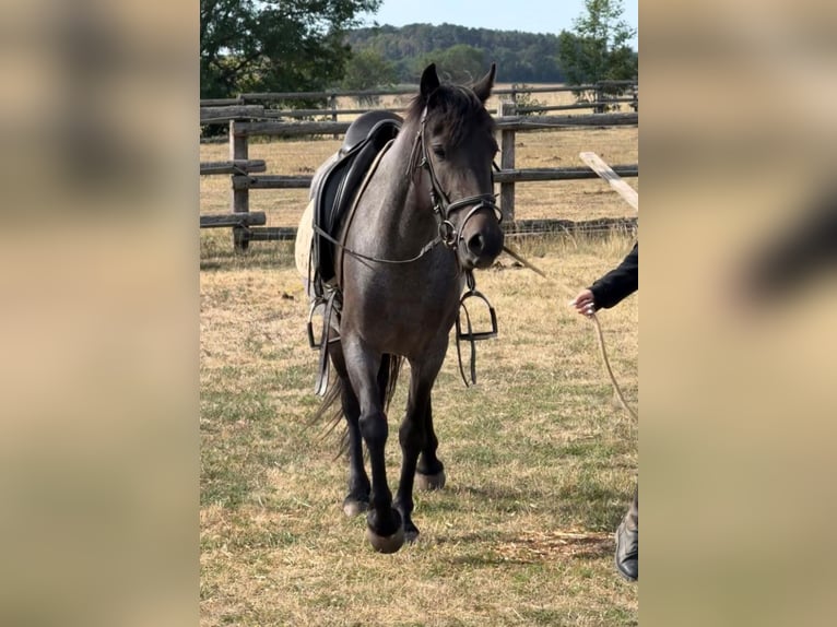 Weitere Ponys/Kleinpferde Stute 3 Jahre 140 cm Roan-Blue in Rechnitz