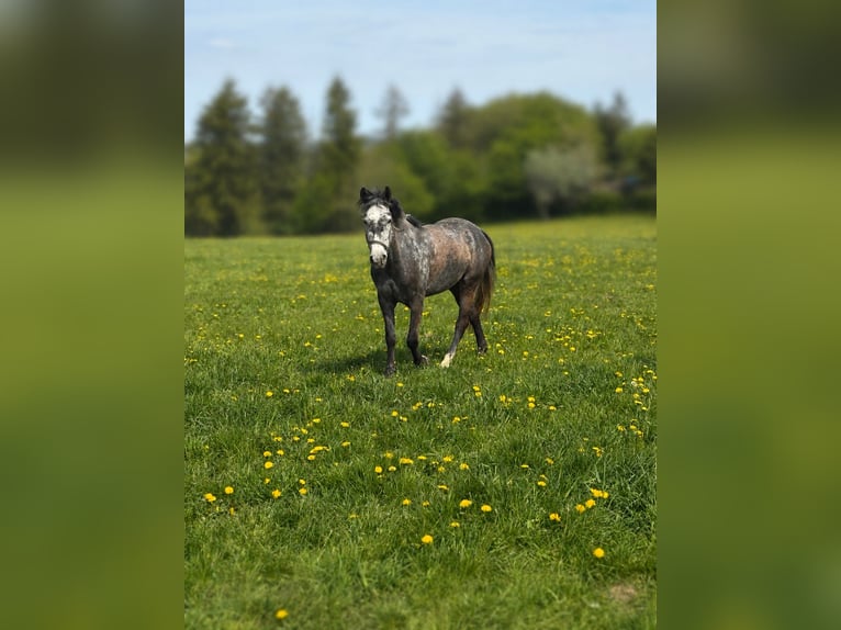 Weitere Ponys/Kleinpferde Stute 3 Jahre 142 cm Apfelschimmel in Kesseling