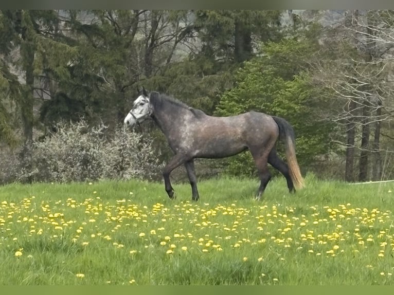 Weitere Ponys/Kleinpferde Stute 3 Jahre 142 cm Apfelschimmel in Kesseling