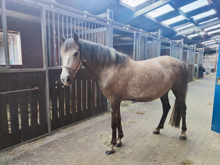 Weitere Ponys/Kleinpferde Mix Stute 3 Jahre 142 cm Blauschimmel in Emlichheim