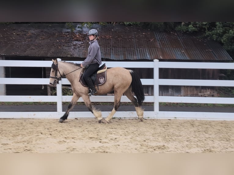 Weitere Ponys/Kleinpferde Stute 3 Jahre 142 cm Buckskin in Morsbach