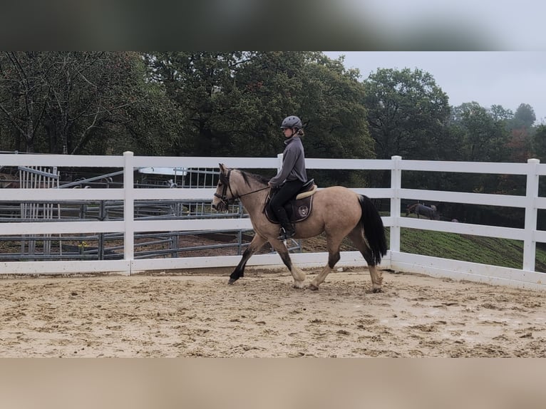 Weitere Ponys/Kleinpferde Stute 3 Jahre 142 cm Buckskin in Morsbach