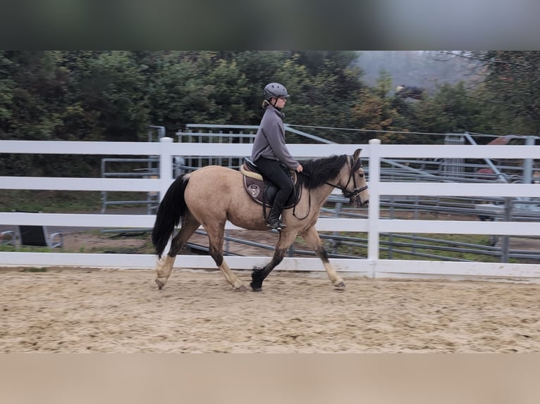 Weitere Ponys/Kleinpferde Stute 3 Jahre 142 cm Buckskin in Morsbach
