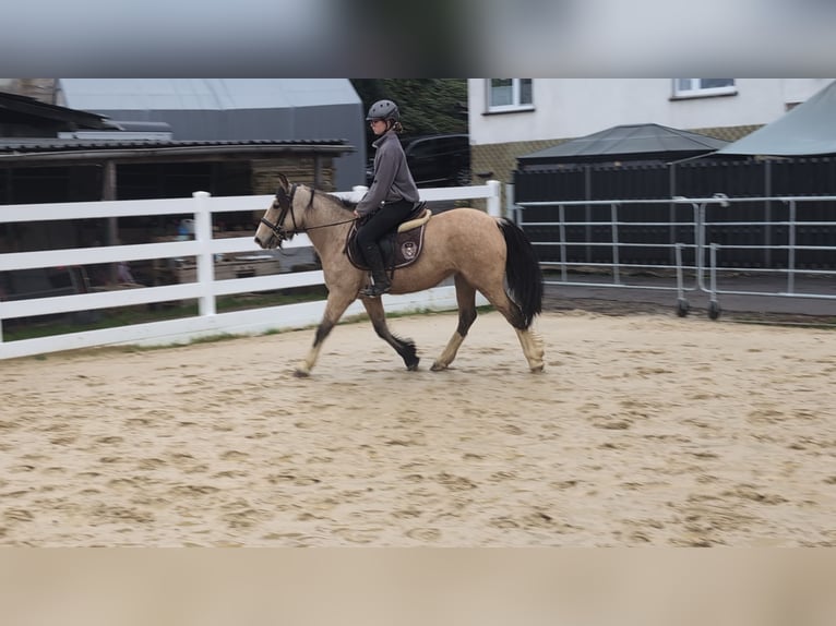 Weitere Ponys/Kleinpferde Stute 3 Jahre 142 cm Buckskin in Morsbach