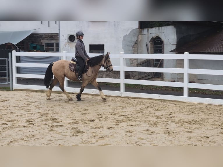 Weitere Ponys/Kleinpferde Stute 3 Jahre 142 cm Buckskin in Morsbach