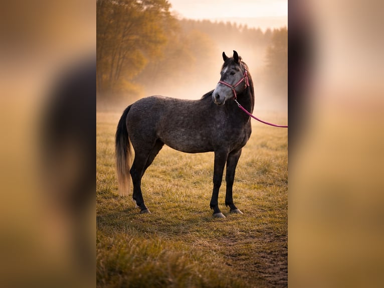 Weitere Ponys/Kleinpferde Stute 3 Jahre 143 cm Kann Schimmel werden in Kesseling