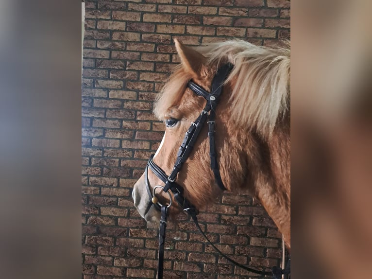 Weitere Ponys/Kleinpferde Stute 3 Jahre 145 cm Palomino in &#x17B;erko&#xF3;w