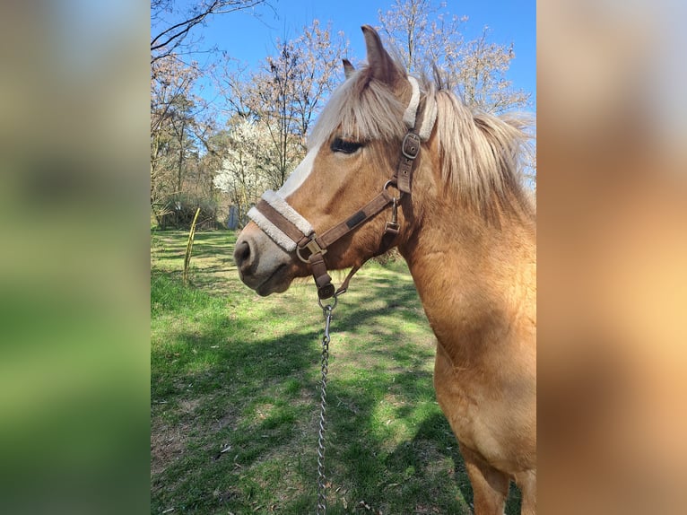 Weitere Ponys/Kleinpferde Stute 3 Jahre 145 cm Palomino in &#x17B;erko&#xF3;w