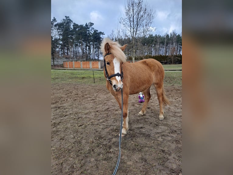 Weitere Ponys/Kleinpferde Stute 3 Jahre 145 cm Palomino in &#x17B;erko&#xF3;w