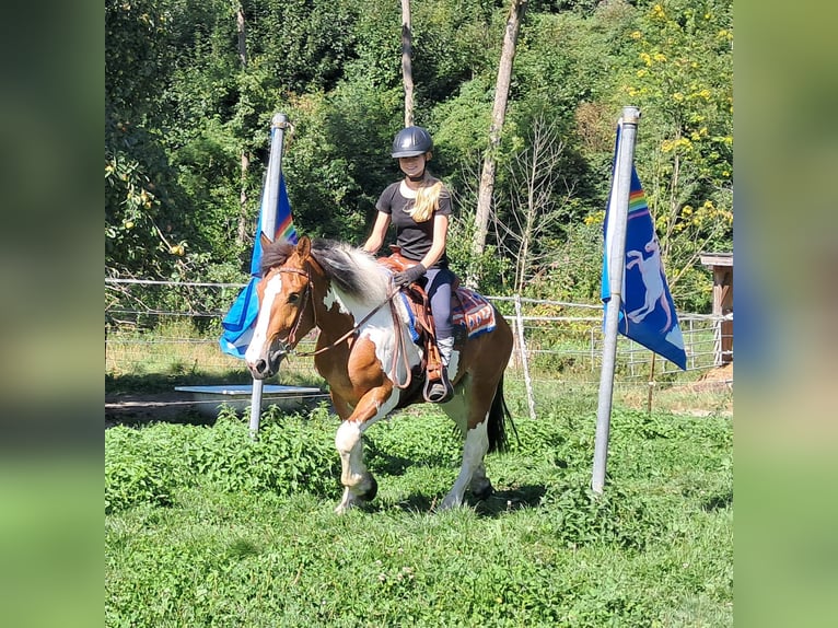 Weitere Ponys/Kleinpferde Stute 3 Jahre 145 cm Schecke in Bayerbach