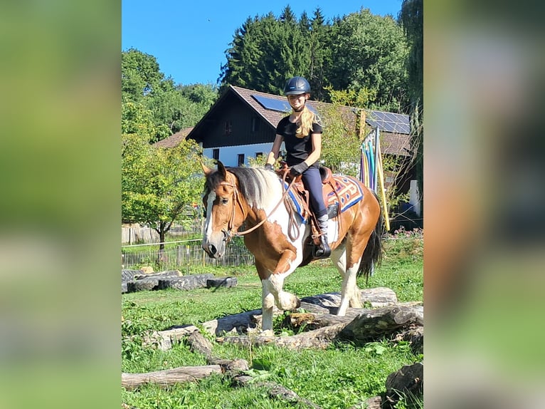 Weitere Ponys/Kleinpferde Stute 3 Jahre 145 cm Schecke in Bayerbach