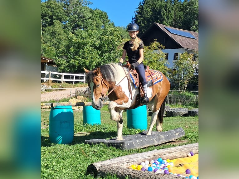 Weitere Ponys/Kleinpferde Stute 3 Jahre 145 cm Schecke in Bayerbach