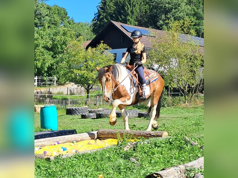 Weitere Ponys/Kleinpferde Stute 3 Jahre 145 cm Schecke in Bayerbach