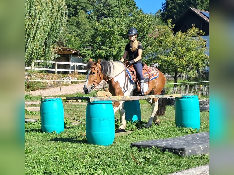 Weitere Ponys/Kleinpferde Stute 3 Jahre 145 cm Schecke in Bayerbach