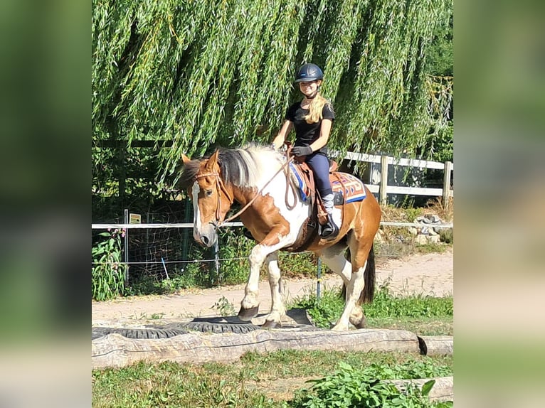 Weitere Ponys/Kleinpferde Stute 3 Jahre 145 cm Schecke in Bayerbach