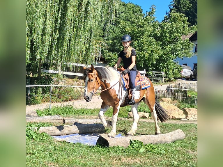 Weitere Ponys/Kleinpferde Stute 3 Jahre 145 cm Schecke in Bayerbach