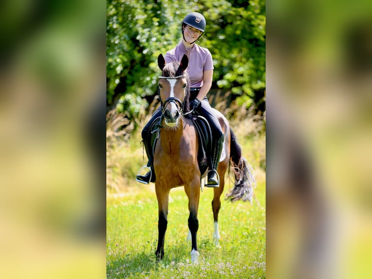 Weitere Ponys/Kleinpferde Stute 3 Jahre 146 cm Brauner in Hohenahr